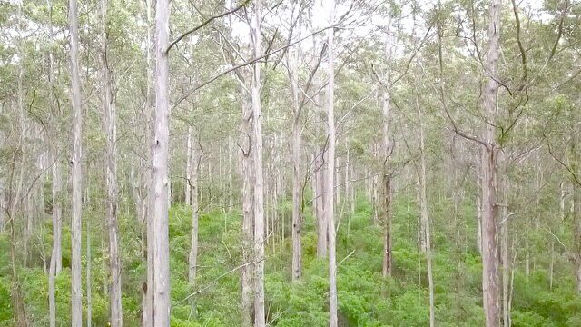 Forrest1