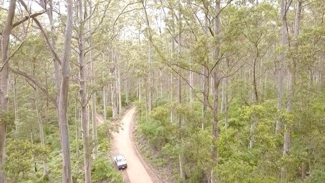Forrest2